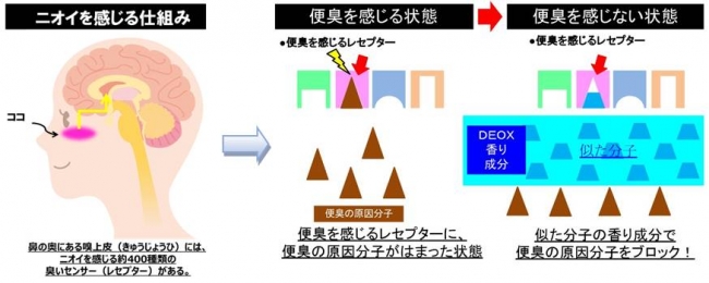 レセプターブロック消臭の仕組み