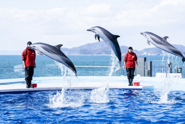 画像提供：四国水族館