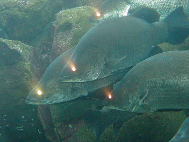 幻の魚「アカメ」