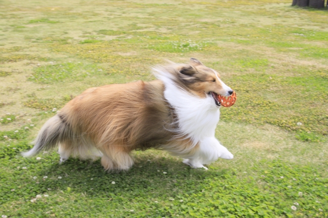 愛犬ものびのびドッグラン