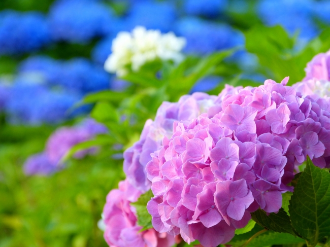 箱根の初夏の風物詩「あじさい」