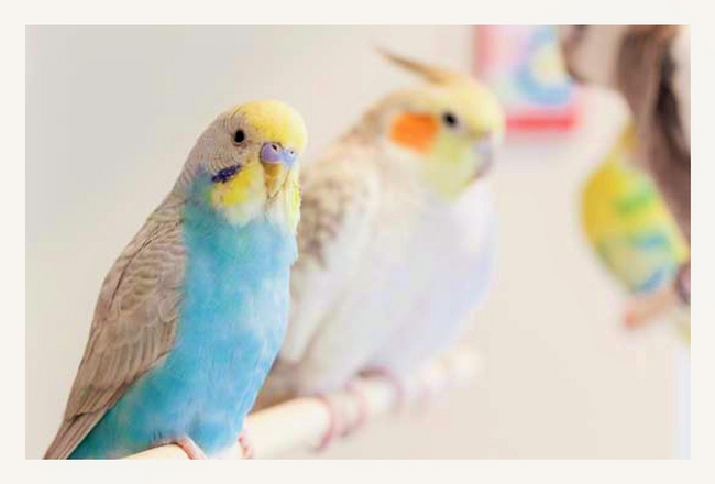 ※今回モデルとなった｢ことりカフェ表参道｣で人気のセキセイインコ“ラムネちゃん”。 