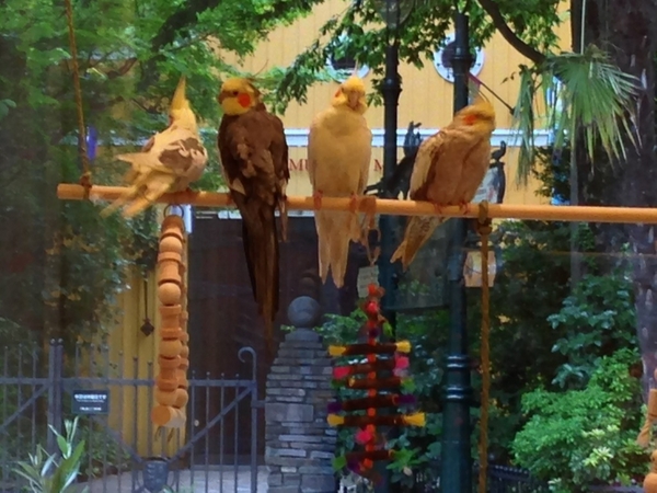 ※「ことりカフェ吉祥寺」は三鷹の森ジブリ美術館目の前♪