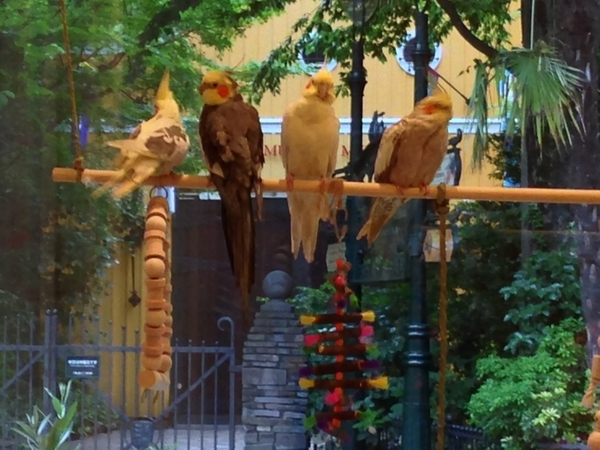 「ことりカフェ吉祥寺」店内からの風景♪