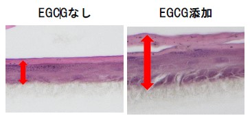 ▲図３ EGCGの表皮モデル角層促進