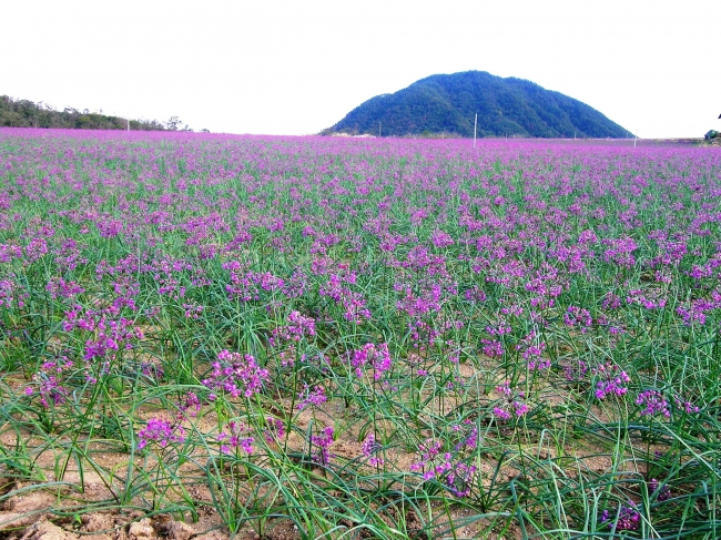 らっきょうの花