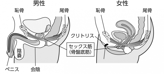 ❖男女共通のセックス筋