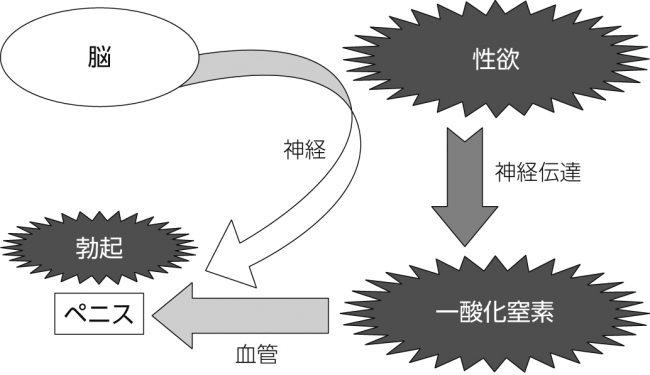 ❖脳とペニスの勃起連係