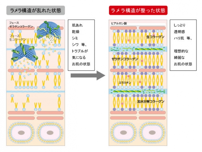 角質層内ラメラ美容法のイメージ図