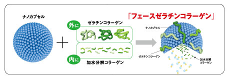 フェースゼラチンコラーゲンとは