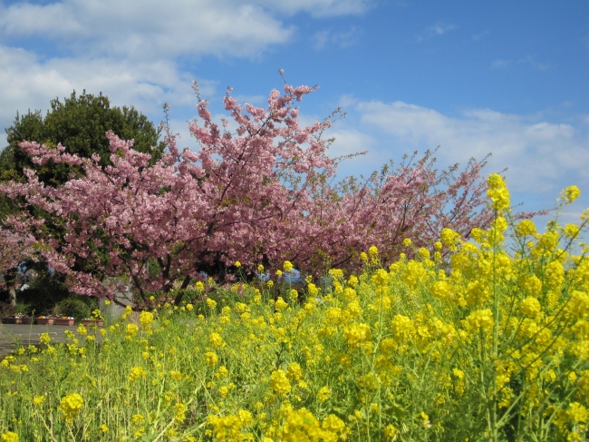 桜と菜の花