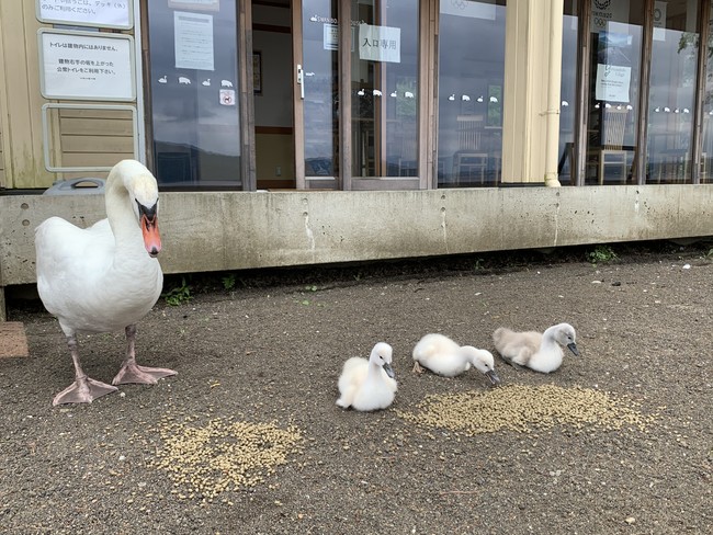 野生の白鳥へエサやり体験