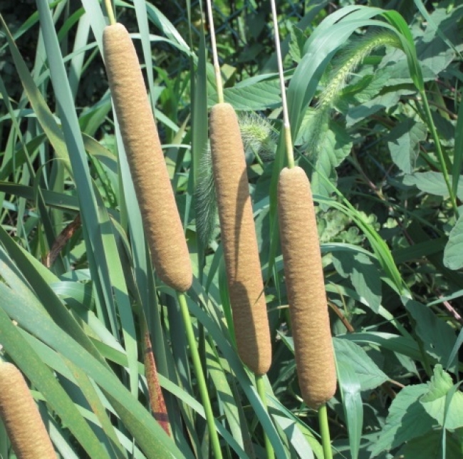 蒲鉾の由来となった植物「蒲の穂」