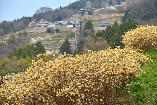 つるぎ町