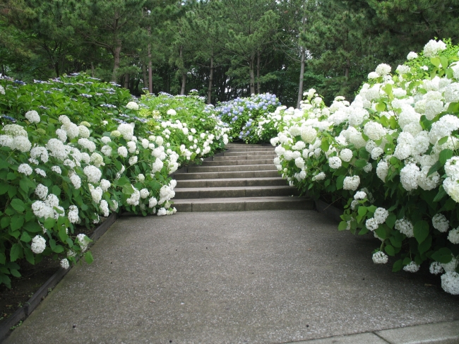 あじさいの滝