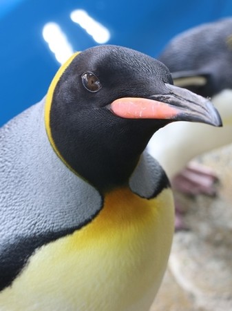 オウサマペンギンの成鳥（あおば）