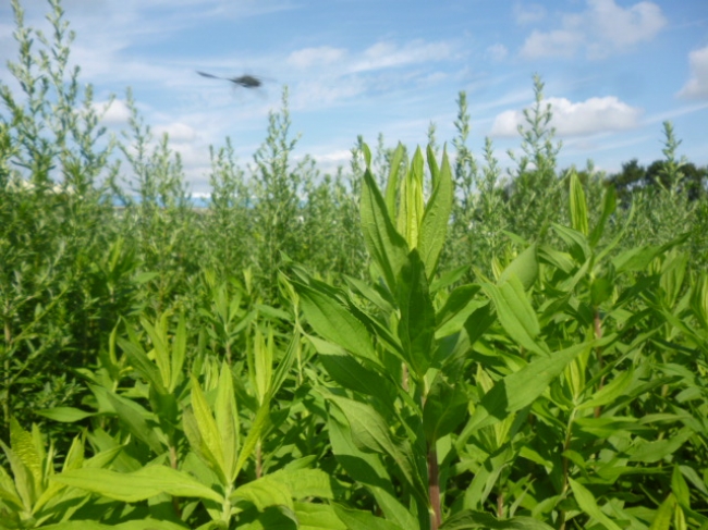 ヤギが食べる前の、青々と伸びた雑草