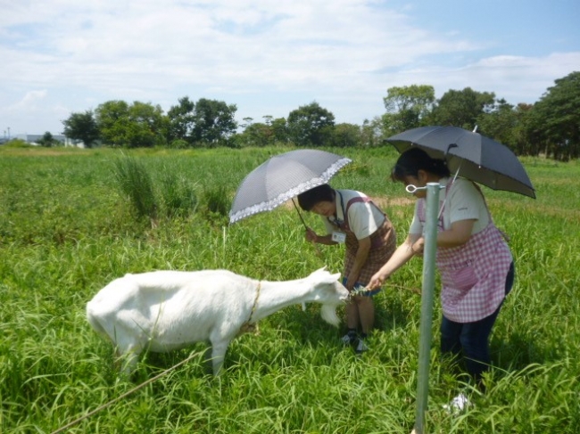 従業員に野菜をもらうヤギ