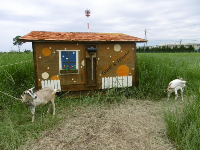 修復されたヤギ小屋の前で