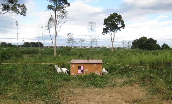 敷地内のヤギ小屋と2匹の様子