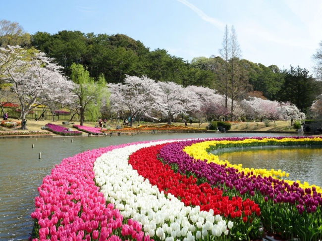 桜とチューリップの庭園（はままつフラワーパーク）