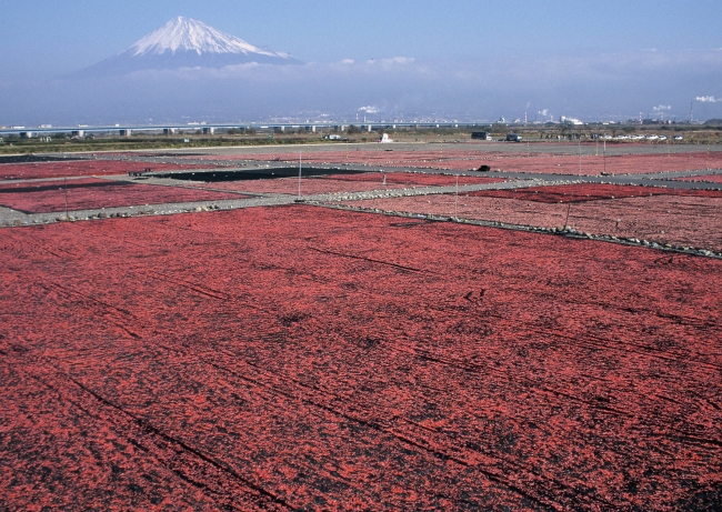 干し桜えび作りの様子