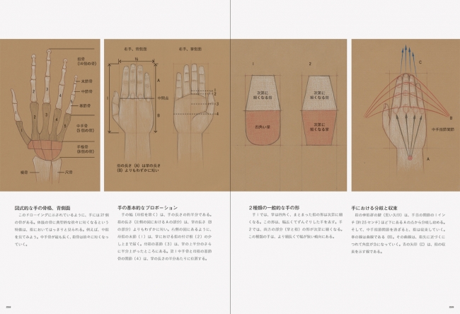 左：図式的な手の骨格、背側面　中：手の基本的なプロポーション　右：手における分岐と収束