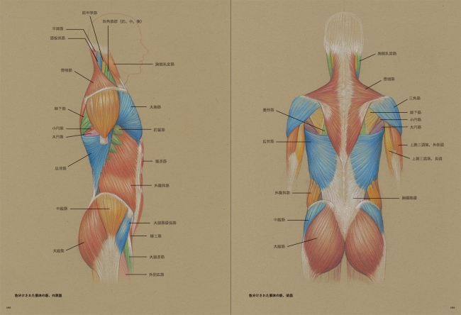 左：色分けされた胴体の筋、外側面　右：色分けされた胴体の筋、後面