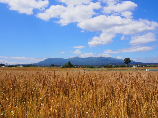 群馬県産小麦