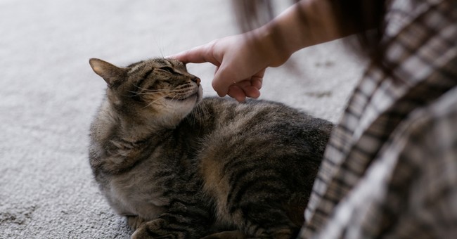 大切な家族である愛猫と長く暮らしていきたい