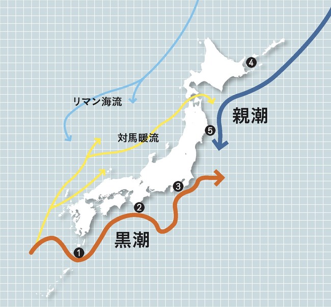 ※ 黒潮と親潮・5つの海域　イメージ図