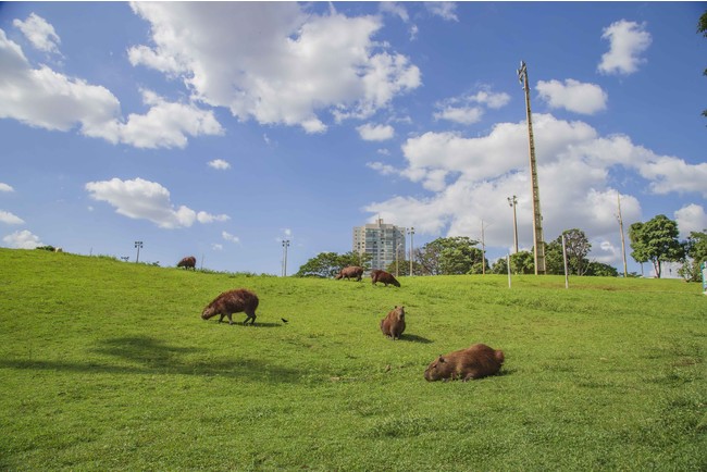 ©capybara capygon