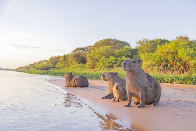 ©capybara capygon