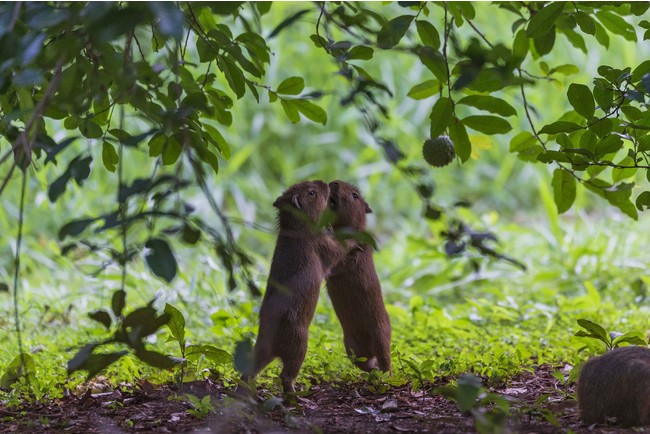 ©capybara capygon