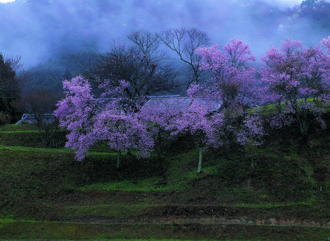 髙谷良子「桜時雨」