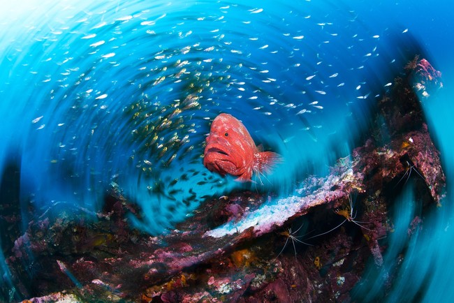 （1）「海流が育むいのち」 より 黒潮に生きるアザハタ　　© ITARU TAKAKU