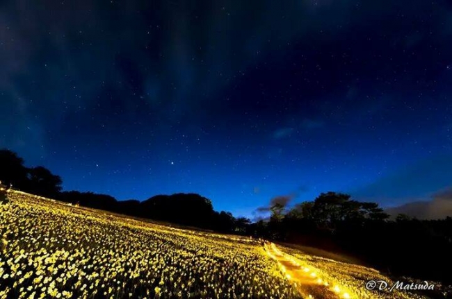 百万の星々が降りそそぎ、百万株の水仙に