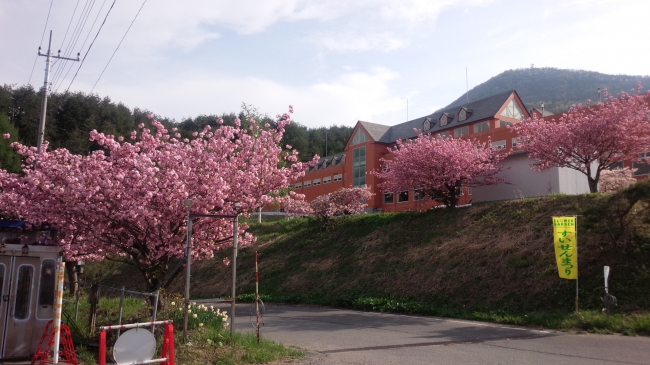 八重桜は５月に満開。今年新たに山桃の木が１００本植栽されました