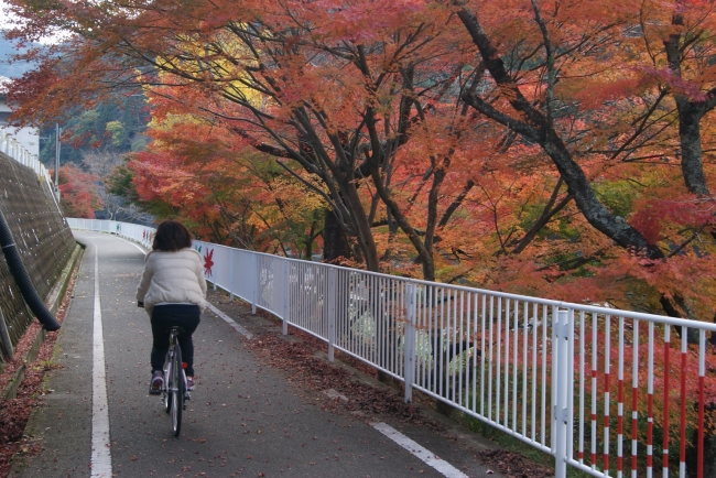 メイプル耶馬サイクリングロード