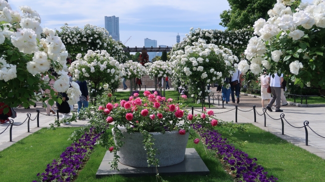 山下公園「未来のバラ園」