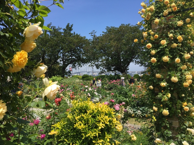 港の見える丘公園「イングリッシュローズの庭」