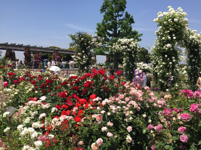 山下公園「未来のバラ園」（昨年の写真）