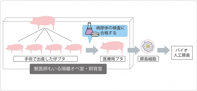 バイオ人工膵島の完成までの流れ ©日本IDDMネットワーク