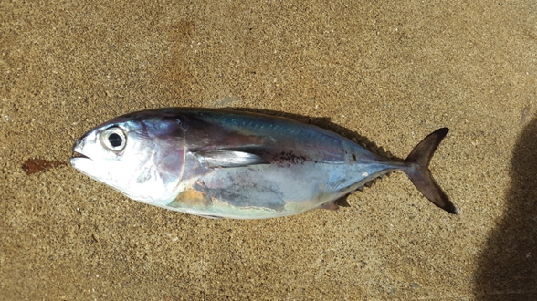 写真４　海面生簀での飼育が終わり、 再び陸上水槽に運ばれて飼育されているキハダ幼魚