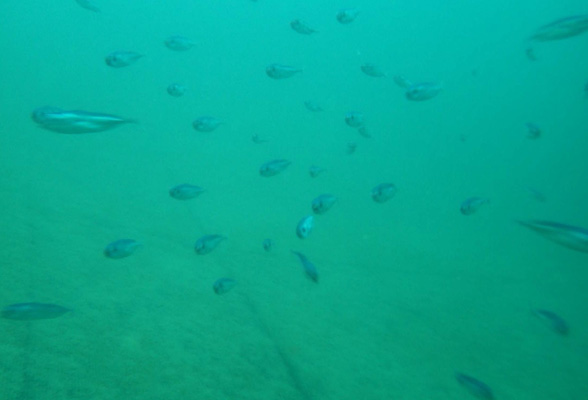 写真３　生簀網の中を泳ぐ人工孵化キハダ稚魚