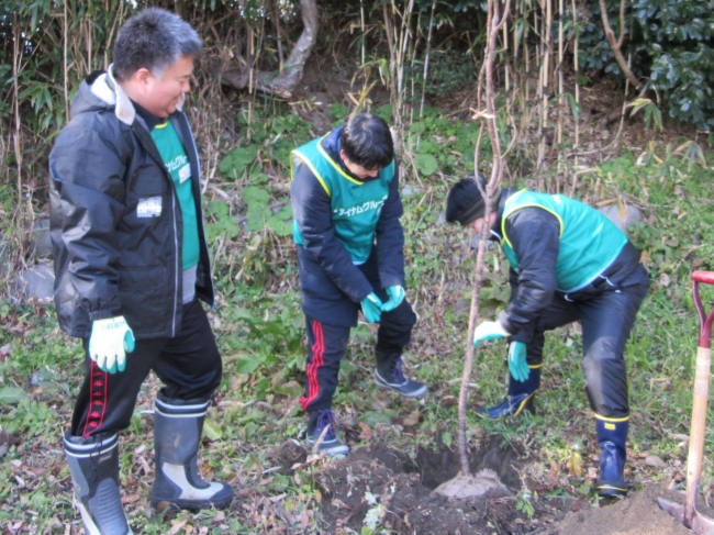 桜苗の植込作業