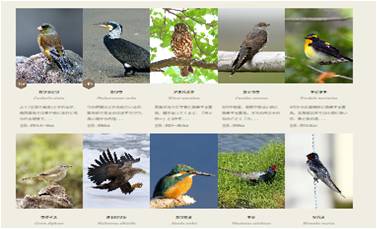 さまざまな野鳥をご紹介