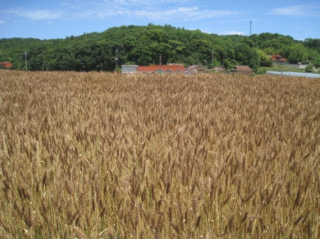 自家栽培の小麦畑から醤油蔵を望む