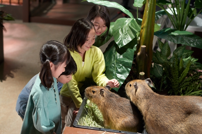 カピバラやアルマジロなど珍しい動物たちとふれあえる「 アニマルガーデン」