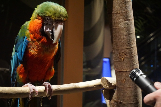 動物たちの鳴き声　録音の様子